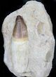 Rooted Mosasaur Tooth In Matrix #31448-2